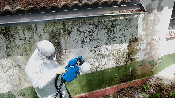 Top rated local Basement Mold Removal specialists in Norcross, GA